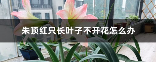 朱顶红只长叶子不开花怎么办